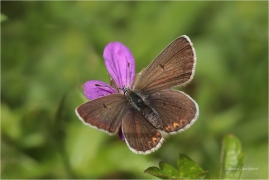 <p>MODRÁSEK BĚLOPÁSNÝ (Aricia eumedon) Slovensko - Slovenský ráj ---- /Storchschnabel-Bläuling/</p>